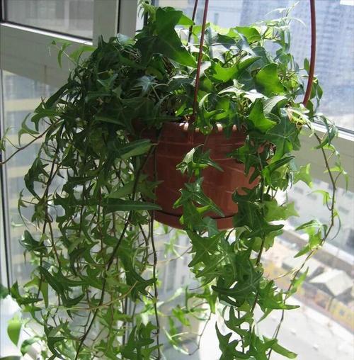 铁兰花（适合家里养的绿植）