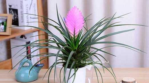 铁兰花（适合家里养的绿植）