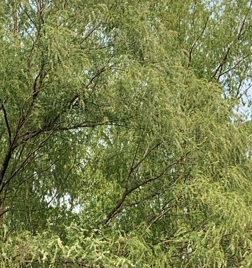 柳树开花的风水寓意（探讨柳树开花的吉祥象征及其带来的好运）