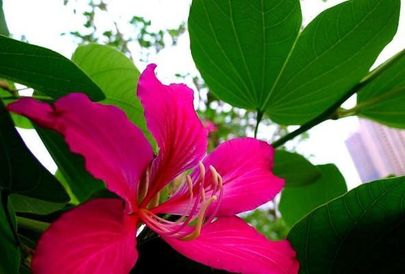 洋紫荆花（探索洋紫荆花的文化内涵与社会价值）