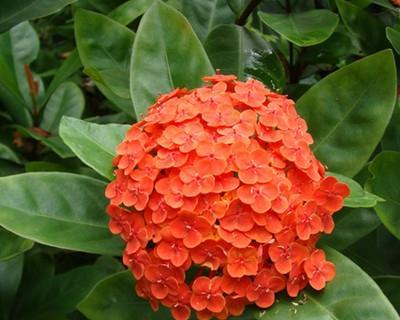 龙船花风水之祥瑞纳福（龙船花风水的寓意与作用探析）