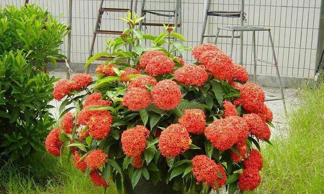 龙船花风水之祥瑞纳福（龙船花风水的寓意与作用探析）