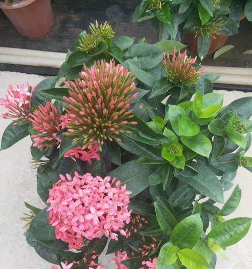 龙船花风水之祥瑞纳福（龙船花风水的寓意与作用探析）