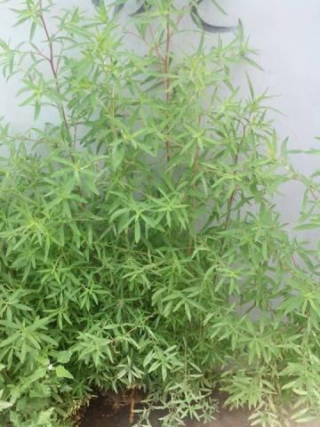 铁马鞭开花，惊艳春天（探秘铁马鞭开花的奥秘）