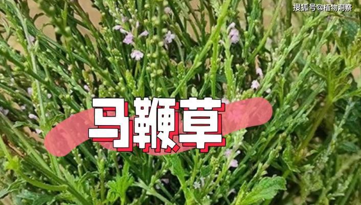 铁马鞭下山桩的养护（细节决定养护效果）