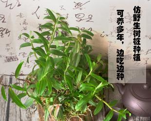 铁皮枫斗的养护技巧（让你的铁皮枫斗更旺盛）
