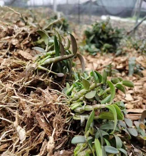 铁皮石斛不开花怎么办（解决铁皮石斛开花问题的方法和注意事项）