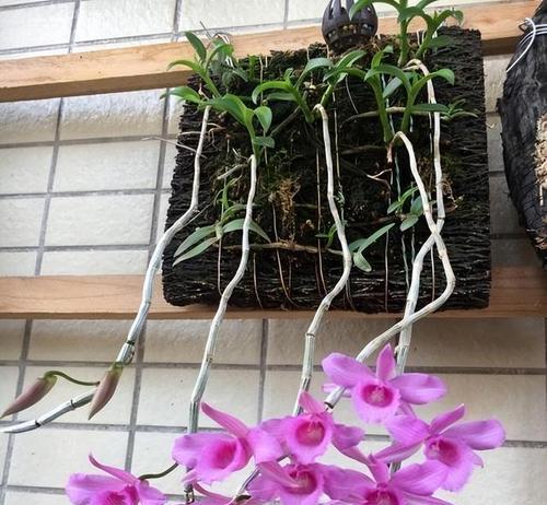 铁皮石斛不开花怎么办（解决铁皮石斛开花问题的方法和注意事项）