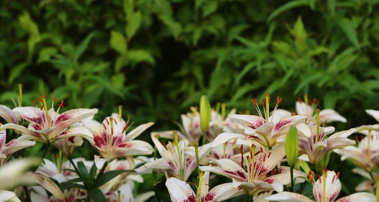 龙眼花开，花香代表的寓意是什么（揭开龙眼花语的象征意义及其文化背景）