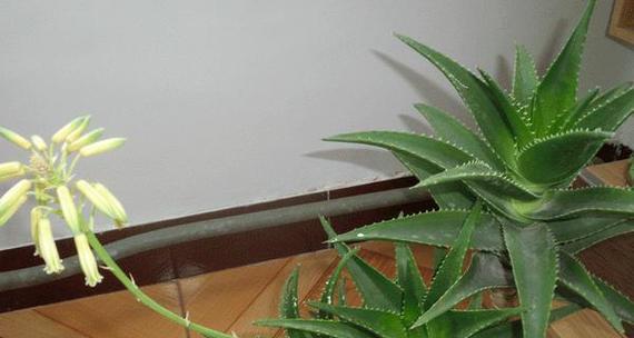 芦荟（揭秘芦荟在风水中的象征意义和神奇力量）