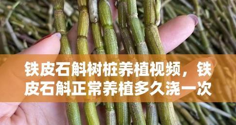 铁皮石斛的浇水要点（掌握浇水频率和注意事项）