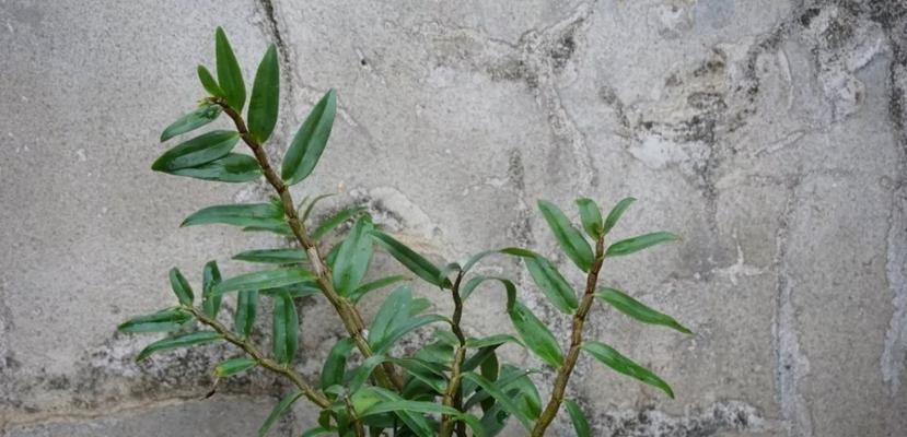 铁皮石斛花养护指南（打造枝繁叶茂的铁皮石斛花）