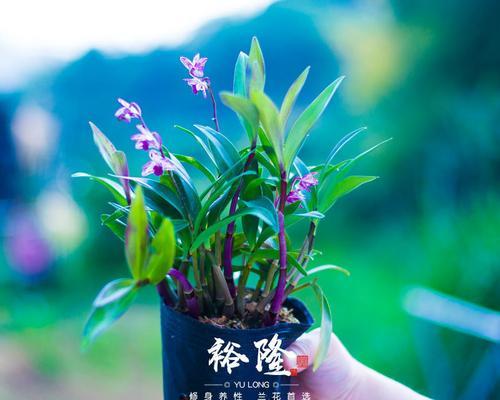 铁皮石斛的养护之道（春夏秋冬）