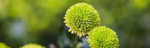 绿菊花花语与寓意（探寻绿菊花的神秘之美）