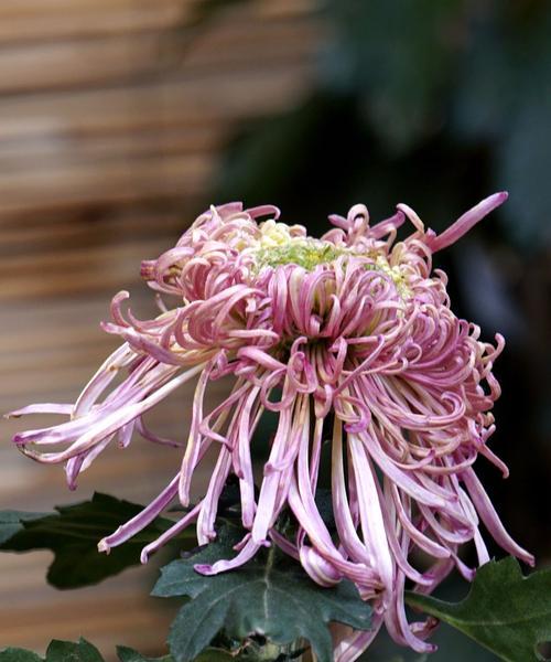 绿菊花花语与寓意（探寻绿菊花的神秘之美）