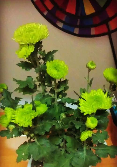 绿菊花花语与寓意（探寻绿菊花的神秘之美）