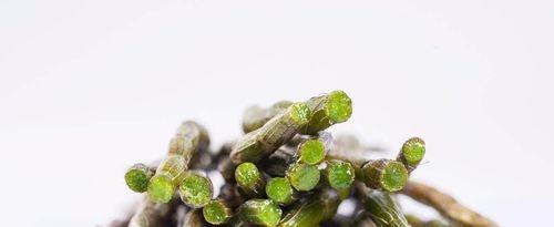 铁皮石斛泡水喝的好处与方法（探究铁皮石斛泡水喝的功效及禁忌）
