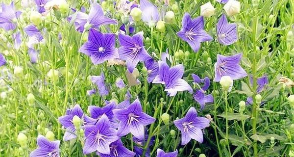 绿色桔梗花语的意义与传承（解读绿色桔梗花语的深层内涵）