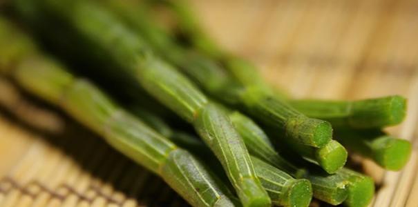 铁皮石斛的营养与食用方法（了解铁皮石斛的健康功效）