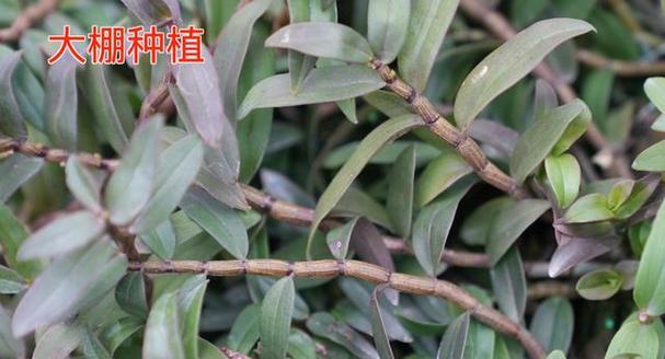 铁皮石斛的耐寒能力及适应性研究（探究铁皮石斛适应寒冷环境的原因和方法）