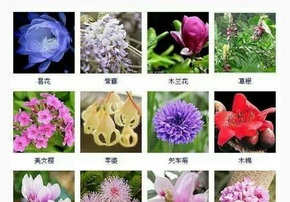 罗宾百合花语的意义及象征性解读（探索罗宾百合的花语寓意）