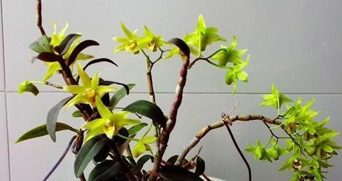 铁皮石斛换盆攻略（从选盆到换盆）