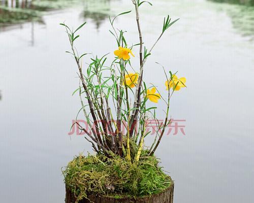 铁皮石斛换盆攻略（从选盆到换盆）