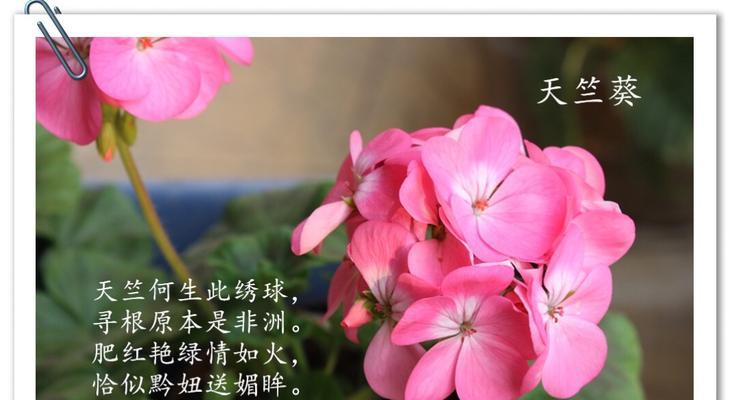 麦秆菊的花语和寓意——探索自然之美（揭开麦秆菊的神秘面纱）