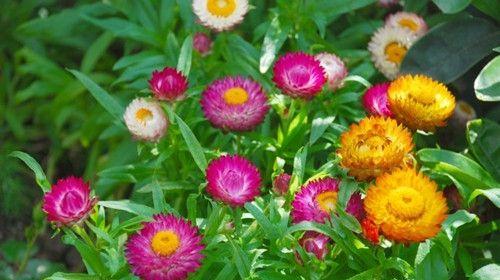 麦秆菊的花语和寓意——探索自然之美（揭开麦秆菊的神秘面纱）