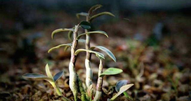 铁皮石斛的种植与适应环境（了解适合铁皮石斛生长的环境与地理位置）