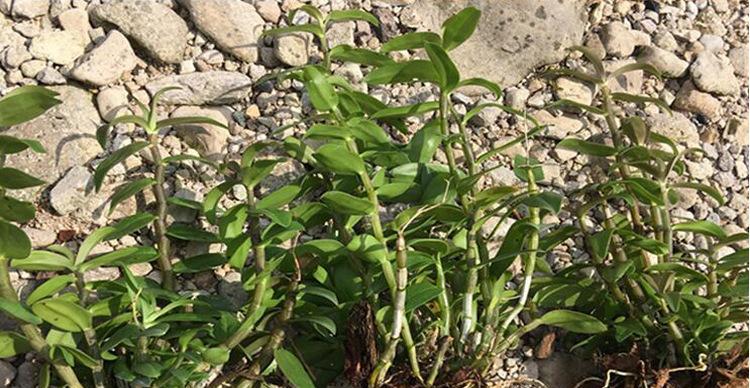 铁皮石斛的种植与适应环境（了解适合铁皮石斛生长的环境与地理位置）