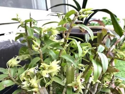 铁皮石斛的种植与适应环境（了解适合铁皮石斛生长的环境与地理位置）