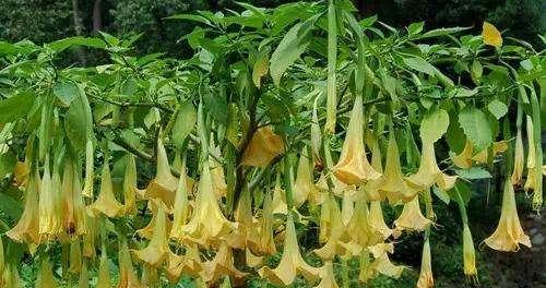 曼陀罗花的象征意义与文化传承（揭开曼陀罗花的神秘面纱）