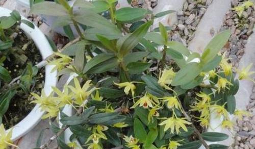 铁皮石斛种植全攻略（时间、方法步骤一网打尽）