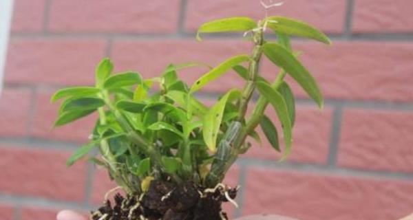 铁皮石斛种植条件与生长环境要求（掌握这些条件让铁皮石斛快速生长）