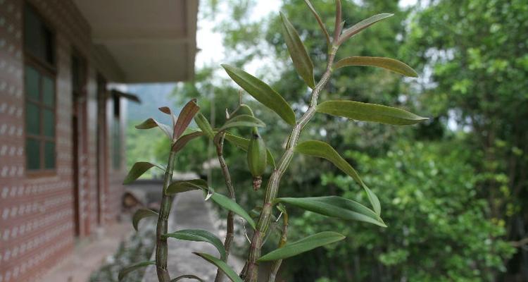 铁皮石斛种子的种植方法（从选种到管理）