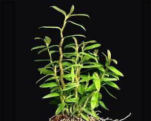 铁皮石斛种子的种植方法（从选种到管理）