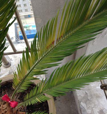 铁树不发芽的原因和解决方法（园林爱好者必看）