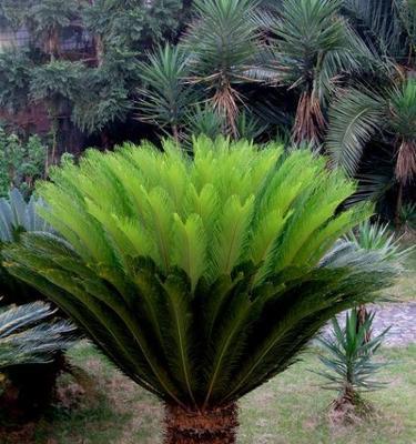 铁树冬天能否种植（解析铁树冬季种植技巧）