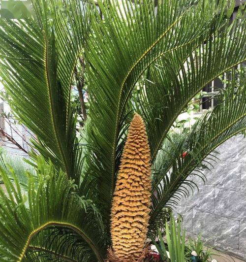 铁树开花时间及养护技巧（一年一度的铁树花开盛宴）