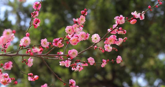 梅州市花梅花的象征寓意（探寻梅花在梅州的深刻意义）