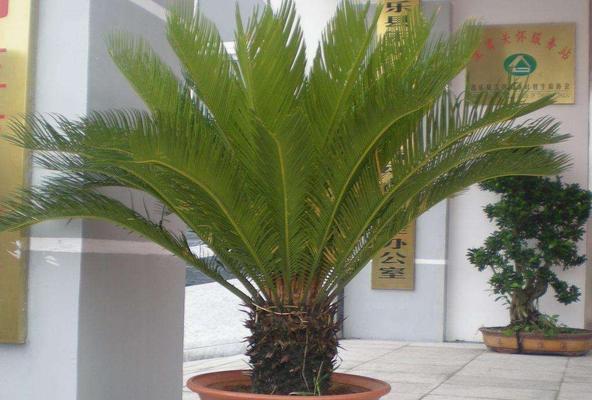 铁树根系的生长状况（探究铁树根系的分布）