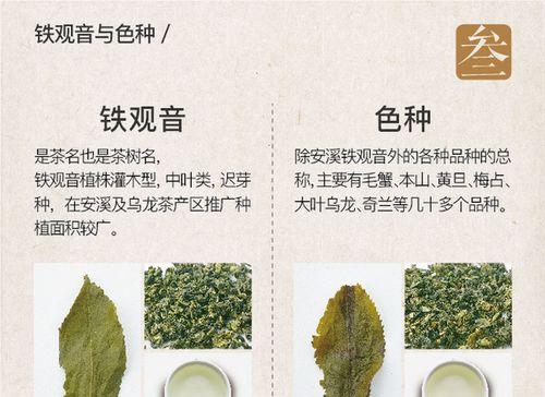 探秘铁树果的神奇功效（铁树果）
