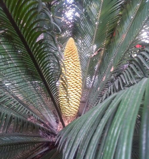 铁树花究竟能不能吃（探究铁树花的食用价值及注意事项）