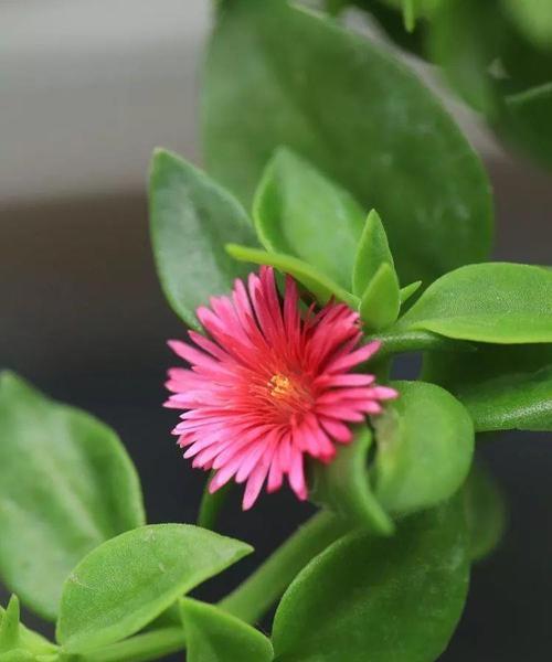 牡丹吊兰的花语与代表意义（探秘牡丹吊兰的神秘之花）
