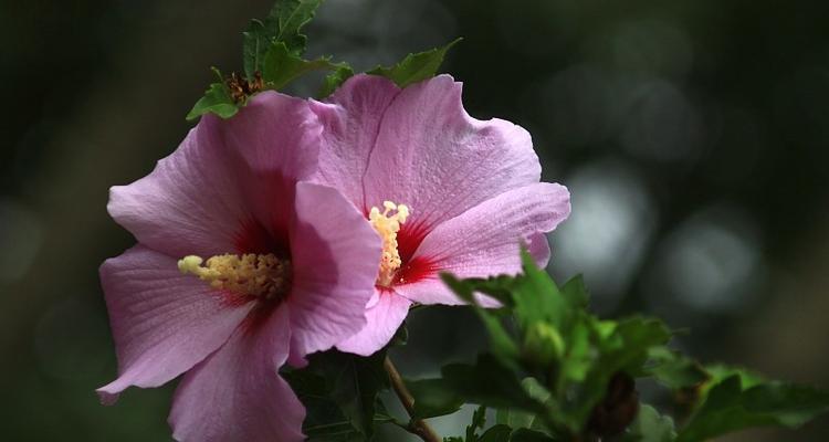 木槿花的寓意与象征（探索木槿花的象征意义及文化内涵）