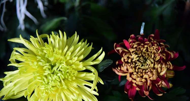 南通市花菊花的象征与意义（南通市花菊花的文化内涵及生态价值）