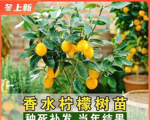 柠檬的象征意义与作用（柠檬）