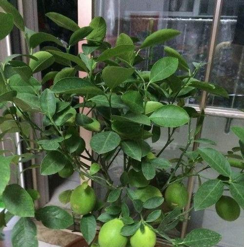柠檬的象征意义与作用（柠檬）