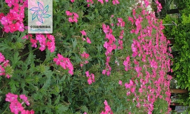 女雏会开花吗——花语与寓意解读（神秘的花语揭示了女雏开花的寓意）
